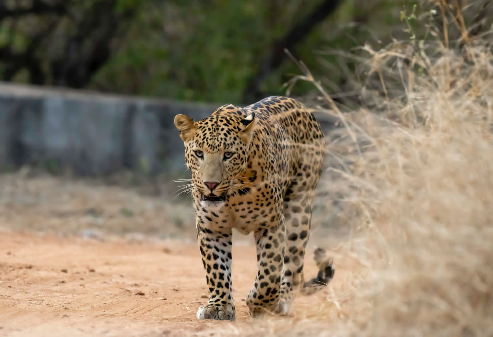 Sariska Tiger Safari