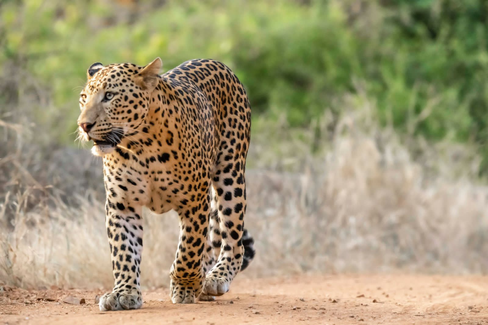 Jawai Leopard Safari